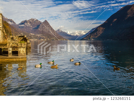 Panorama with  ducks  Lugano lake 123268151
