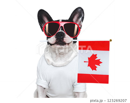 Charming puppy, sunglasses and Canadian Flag. Studio shot Charming puppy, sunglasses and Canadian Flag. Studio shot 123269207