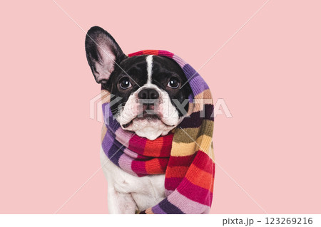Cute puppy and knitted winter scarf. Studio shot 123269216