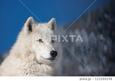 Arctic wolf against a background of blue sky and winter forest Arctic wolf against a background of blue sky and winter forest 123269248