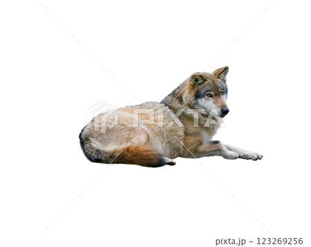 wolf isolated on white background wolf isolated on white background 123269256
