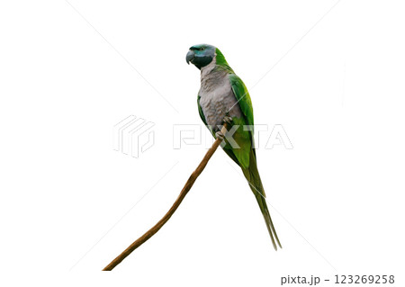 derbyan parakeet isolated on white background derbyan parakeet isolated on white background 123269258