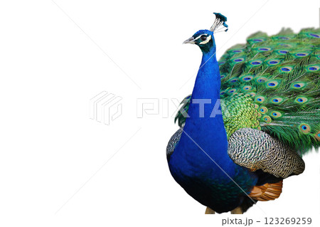 Indian peacock isolated on white background 123269259