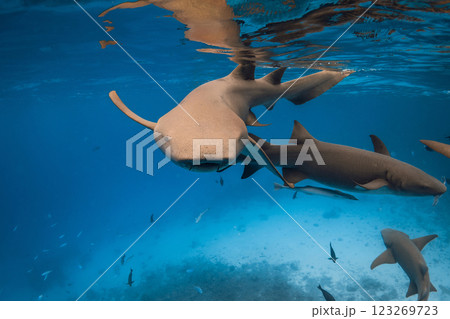 Nurse sharks underwater in blue ocean at Maldives. 123269723