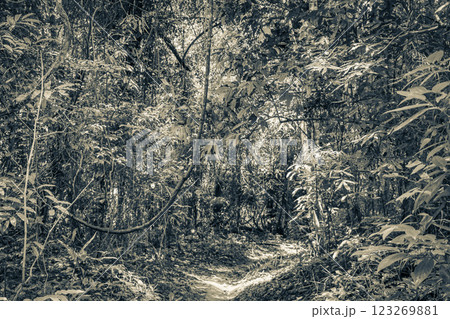 Hiking trail in natural tropical jungle forest Ilha Grande Brazil. Hiking trail in natural tropical jungle forest Ilha Grande Brazil. 123269881