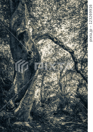 Big tree in natural tropical jungle forest Ilha Grande Brazil. 123269916