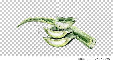 Watercolor illustration of a fresh aloe vera leaf with cut sections Watercolor illustration of a fresh aloe vera leaf with cut sections 123269960