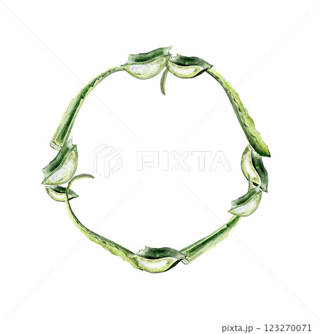 watercolor wreath with fresh aloe vera leaf, cut sections 123270071