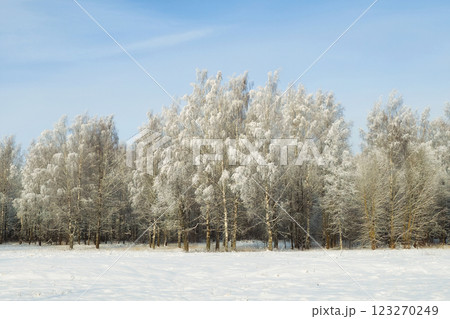 Winter forest on a sunny frosty day. 123270249