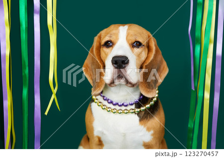 A beagle dog in costume for the Mardi Gras festival A beagle dog in costume for the Mardi Gras festival 123270457