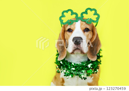 A funny beagle dog in a carnival costume for the Irish holiday of St. Patrick's Day. A funny beagle dog in a carnival costume for the Irish holiday of St. Patrick's Day. 123270459