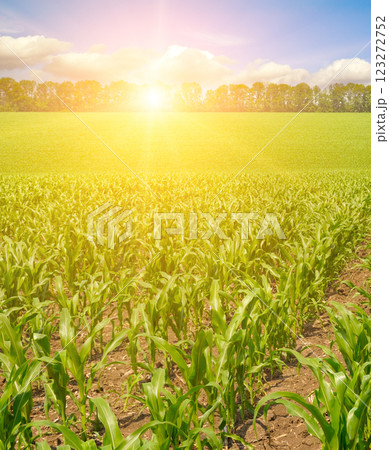 Green field of corn and bright sunrise over the horizon. Agricultural landscape. 123272752
