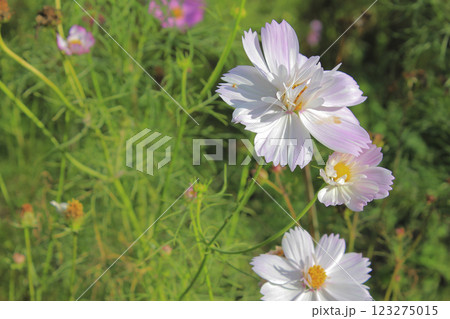 コスモスの花々 面白山高原 123275015