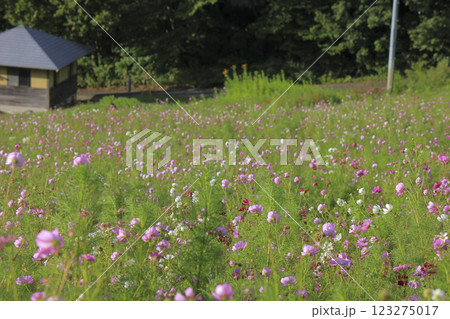 コスモスの花々 面白山高原 123275017