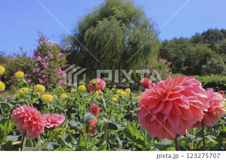 ダリアの花 山形県川西町 123275707