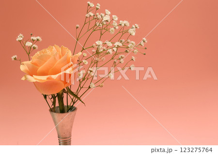 ピンク背景のピューターに活けた薔薇とカスミソウ 123275764
