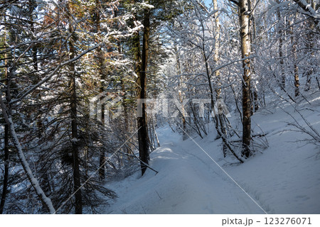 Winter forest trail surrounded by trees in snow, mountains, and blue sky in Utah State 123276071