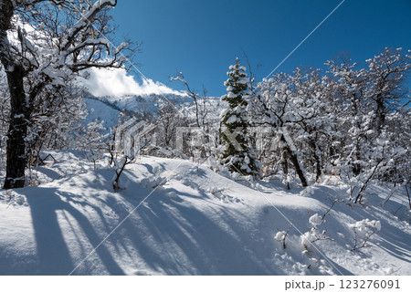 Tree branches covered with white frost against a blue sky in State Utah. Winter background 123276091