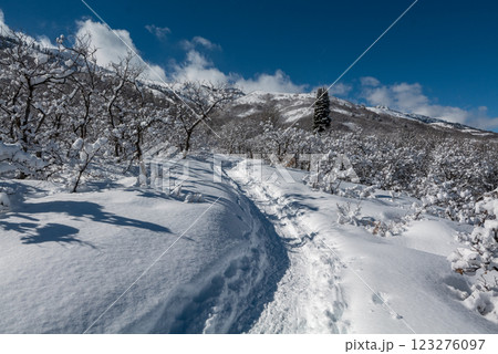Winter forest trail surrounded by trees in snow, mountains, and blue sky in Utah State 123276097