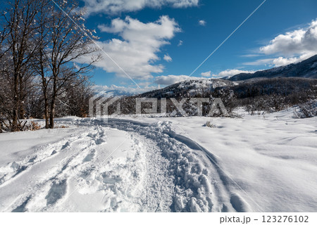 Winter forest trail surrounded by trees in snow, mountains, and blue sky in Utah State 123276102
