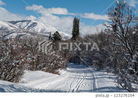Winter forest trail surrounded by trees in snow, mountains, and blue sky in Utah State 123276104