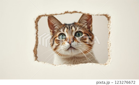 A curious cat peeks through a hole in the wall, its wide eyes filled with wonder and intrigue. The playful scene captures the cat adorable features and the texture of the broken wall around it A curious cat peeks through a hole in the wall, its wide eyes filled with wonder and intrigue. The playful scene captures the cat adorable features and the texture of the broken wall around it 123276672
