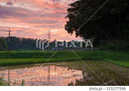 小さな神社と水田と夕焼け(大分県豊後大野市) 小さな神社と水田と夕焼け(大分県豊後大野市) 123277566