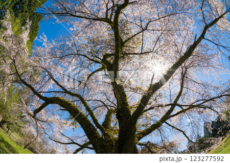 青空と桜(大分県竹田市久住高原) 青空と桜(大分県竹田市久住高原) 123277592