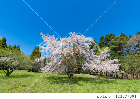 青空と桜（大分県竹田市久住高原） 123277601