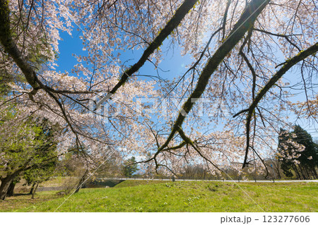 青空と桜(大分県竹田市久住高原) 青空と桜(大分県竹田市久住高原) 123277606