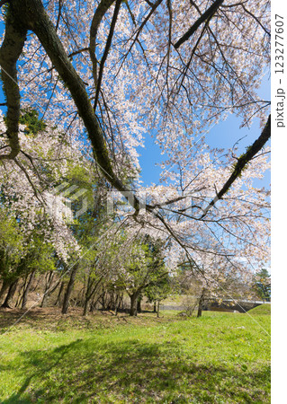 青空と桜（大分県竹田市久住高原） 123277607