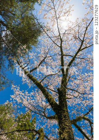 青空と桜(大分県竹田市久住高原) 青空と桜(大分県竹田市久住高原) 123277629