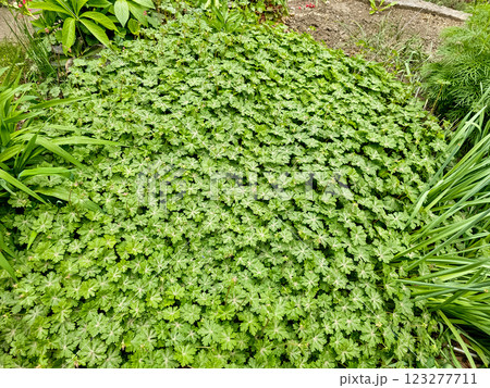 Spring pink flower buds and ground cover leaves with large root of Geranium macrorizum geranium plant growing in the garden 123277711