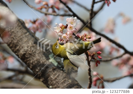 エドヒガン桜に今年もメジロの姿がー六 123277886