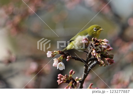 エドヒガン桜に今年もメジロの姿がー七 123277887