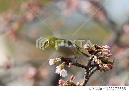 エドヒガン桜に今年もメジロの姿が－八 123277888