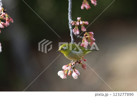 エドヒガン桜に今年もメジロの姿がー拾 123277890