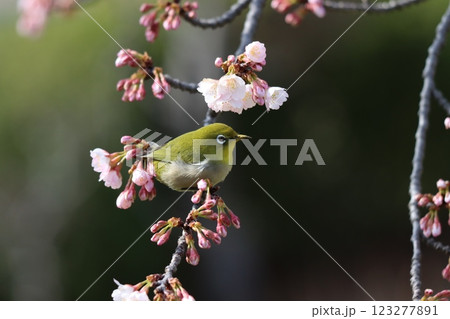 春を告げるメジロと桜の取り合わせ 春を告げるメジロと桜の取り合わせ 123277891