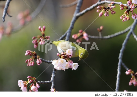 春を告げるメジロと桜の取り合わせー壱 123277892
