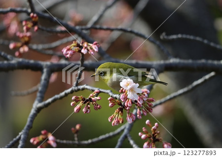 春を告げるメジロと桜の取り合わせー弐 春を告げるメジロと桜の取り合わせー弐 123277893
