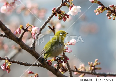 春を告げるメジロと桜の取り合わせー参 春を告げるメジロと桜の取り合わせー参 123277894