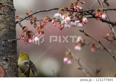 花蜜までもう少し頑張れメジロくん 花蜜までもう少し頑張れメジロくん 123277985