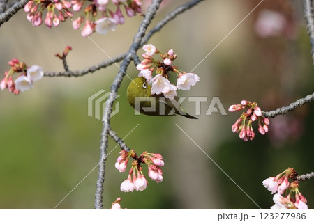 ぶら下がりやすい枝で花の蜜を吸うメジロ ぶら下がりやすい枝で花の蜜を吸うメジロ 123277986