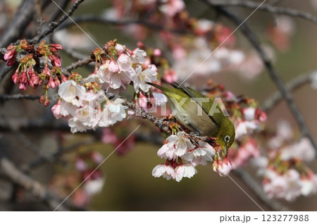 メジロのにぎわう声が聞こえる春の公園 メジロのにぎわう声が聞こえる春の公園 123277988