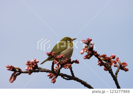 エドヒガン桜に今年もメジロの姿がー壱 エドヒガン桜に今年もメジロの姿がー壱 123277989