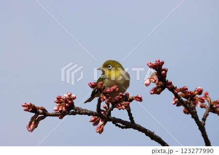 エドヒガン桜に今年もメジロの姿が－弐 123277990