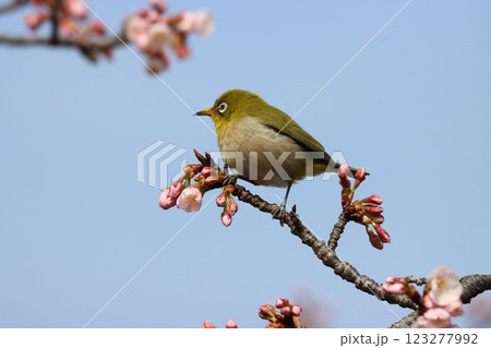 エドヒガン桜に今年もメジロの姿がー四 123277992