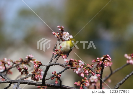 エドヒガン桜に今年もメジロの姿がー五 123277993