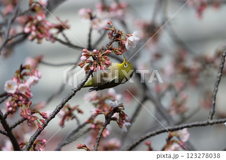 咲き切らない桜の花で吸蜜のめじろ 123278038