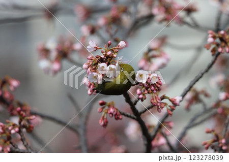 器用に枝につかまり桜の花から吸蜜 器用に枝につかまり桜の花から吸蜜 123278039